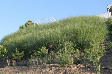 Vetiver contour hedges on a steep hillside for erosion control