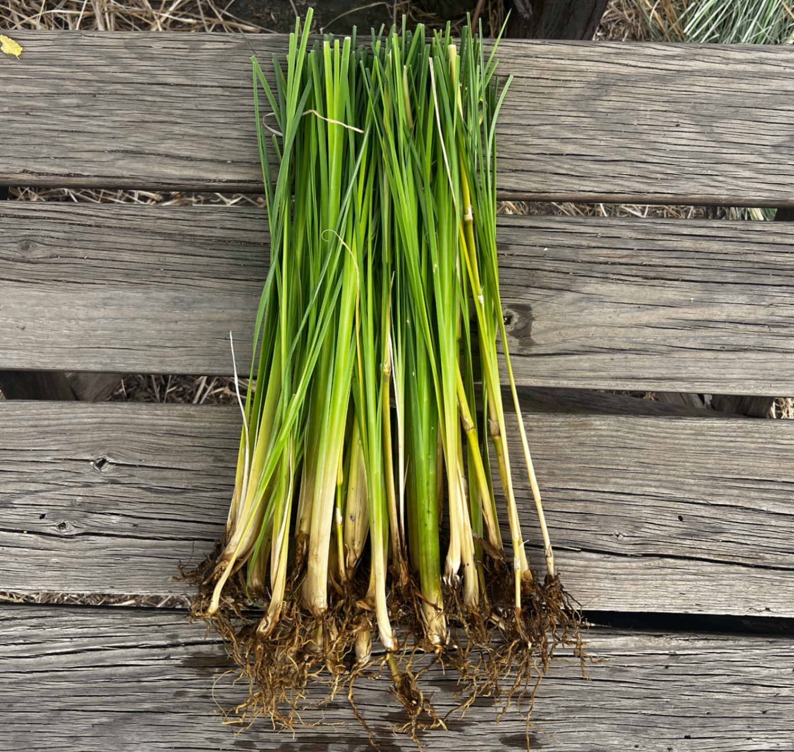 Vetiver