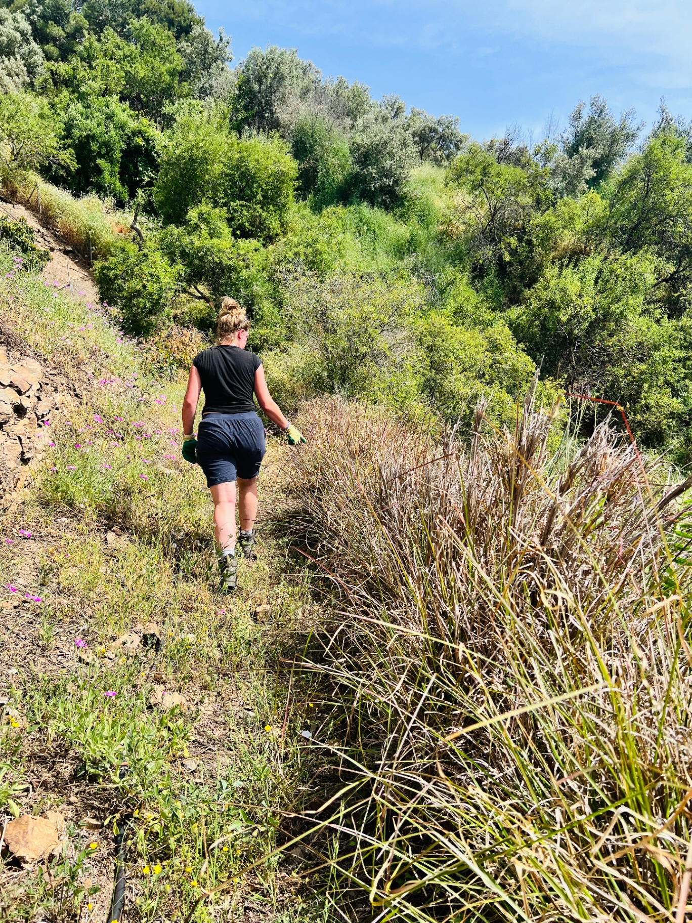 Susanne walking the vetiver field