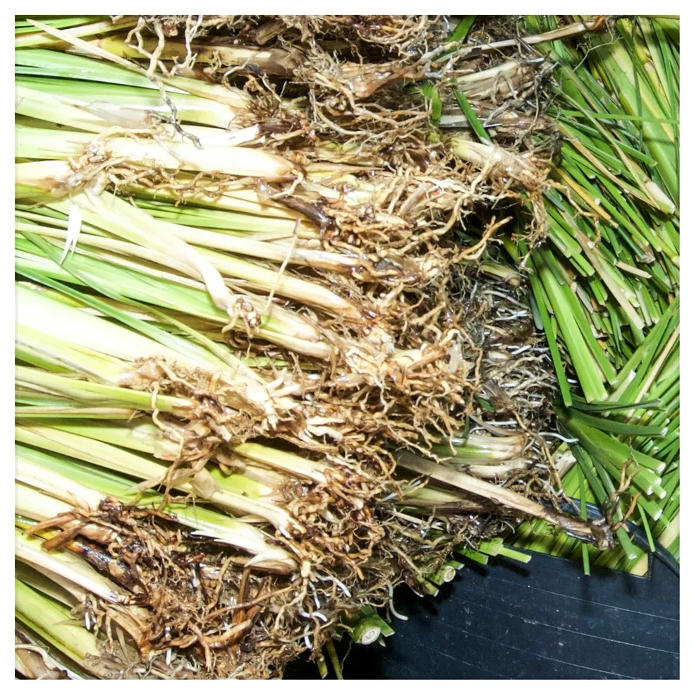 Cut and bundled, ready for shipment