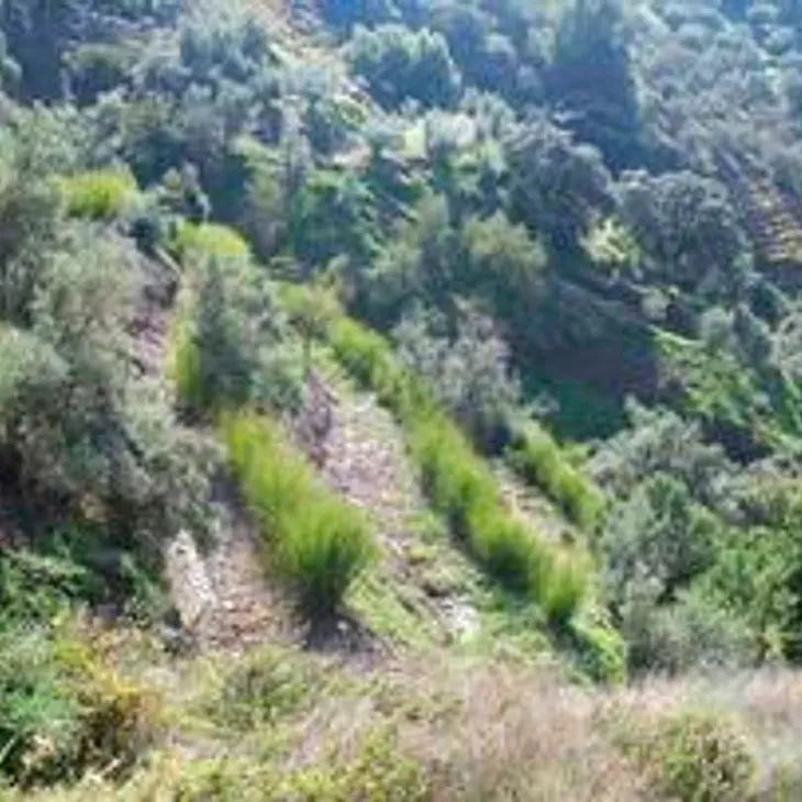 Terraces stabilised with rows of vetiver grass